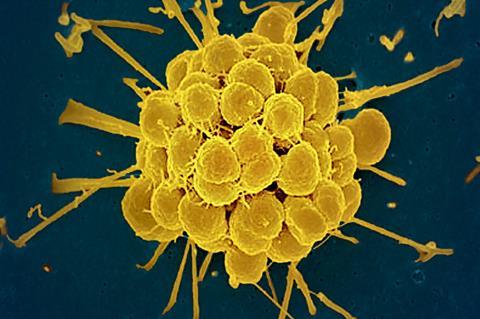 <i>Neisseria gonorrhoeae</i> bacteria