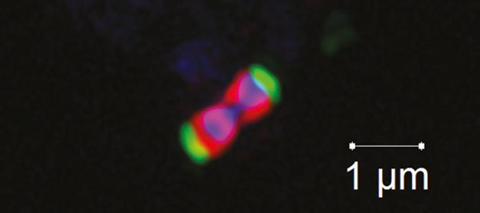 Low-Res_Mikroskopie Coto