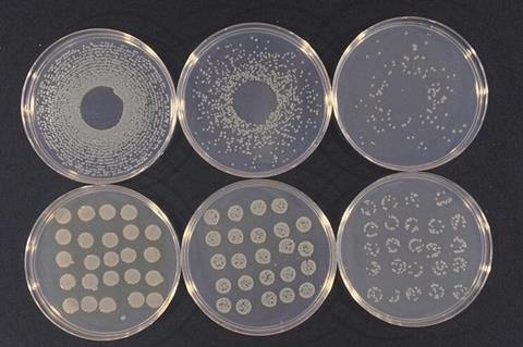 Pseudomonas_syringae_cultures