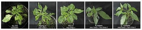 Low-Res_Gene pyramiding protects pepper plants from begomoviruses