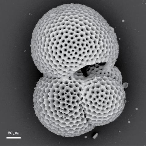 Low-Res_Scanning electron image of fossilised planktonic foraminifera_Credit_Anya Hess