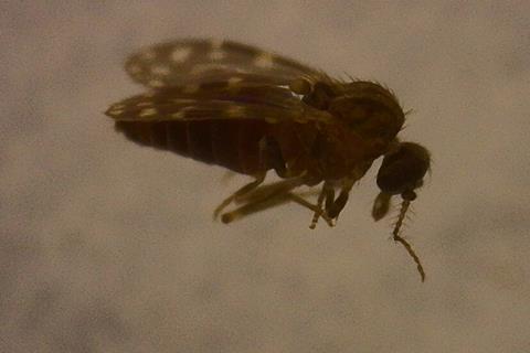 Culicoideparaensis