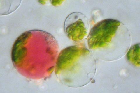 Protoplast_fusion
