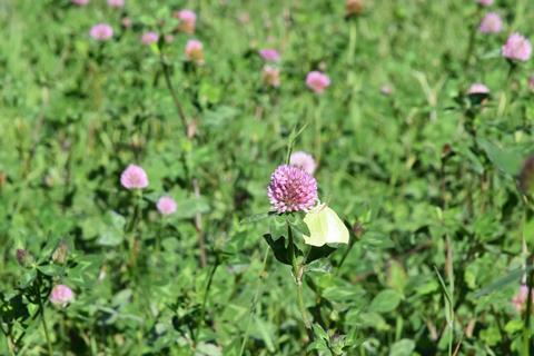 butterfly clover