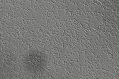 Pseudomonas_putida_DIC_image_400X