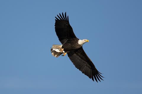 Bald_eagle_on_wing_with_fish_conowingo_(14254406026)