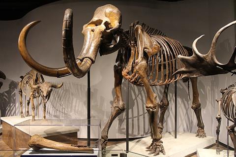 Woolly_Mammoth-Field_Museum