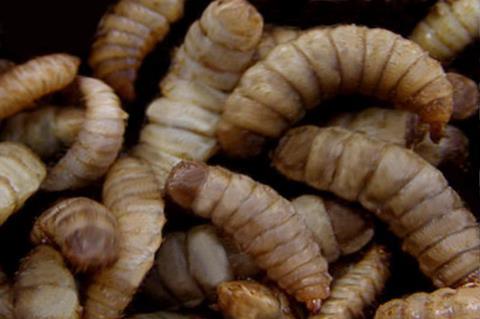 Hermetiaillucens