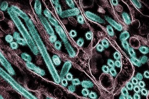 H5N1_Avian_Influenza_A_Virus (1)