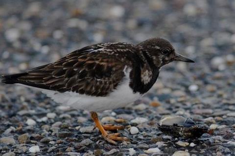 Ruddy turnstones