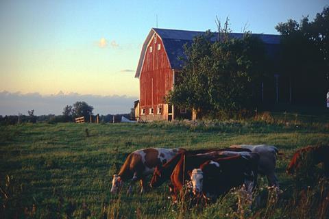 Cows_Grazing_Near_Barn_on_Indiana_Farm