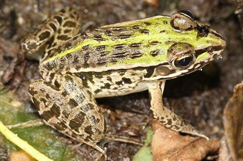 Dark-spotted frog