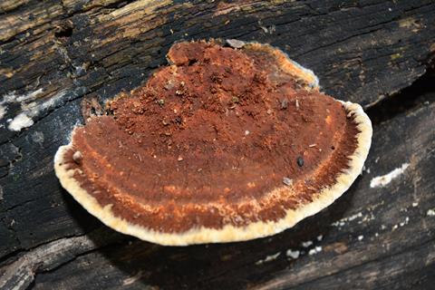 polypore-g177e7d8b4_1920