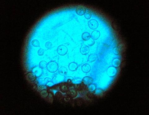 Aspergillus_nidulans_(15490521828)