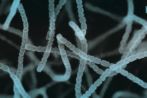 Streptomyces_griseus_color_enhanced_scanning_electron_micrograph.
