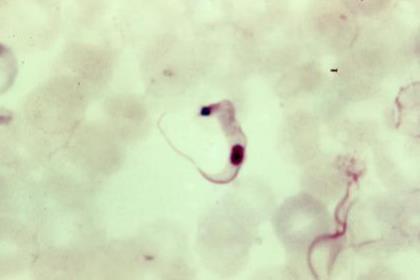 <i>Trypanosoma<i> blood
