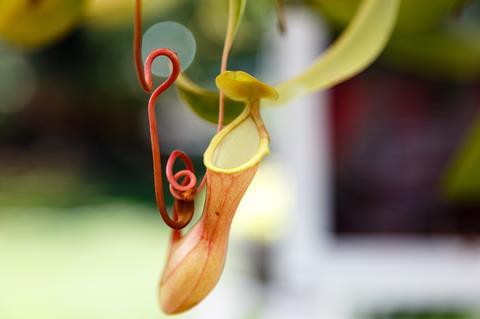 nepenthes-599856_1920