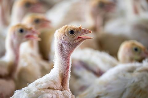 pexels-nc-farm-bureau-mark-27083562