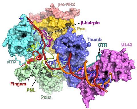 Low-Res_HSV polymerase