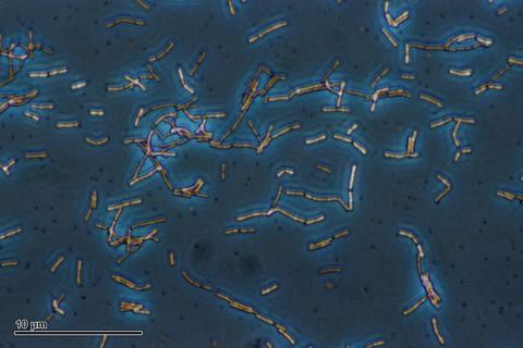 Lactobacillus_acidophilus_(259_09)_Lactobacillus_acidophilus_(Döderlein_bacillus)