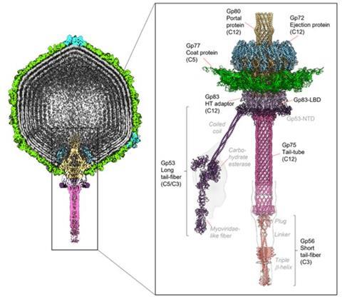 Low-Res_Cryo-EM_pic_Cingolani-Lab