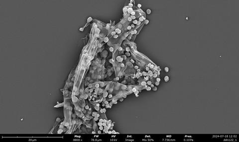 methanogens2