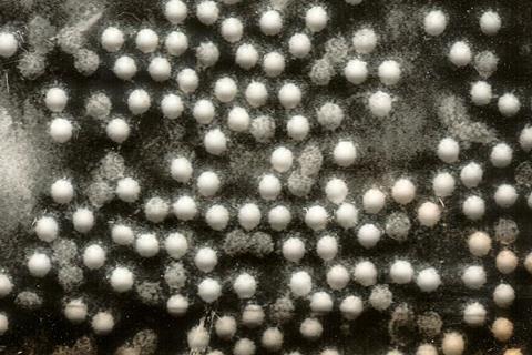 Polioviruses (2)