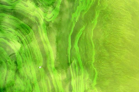 CyanobacteriaLamiot2009_07_26_234