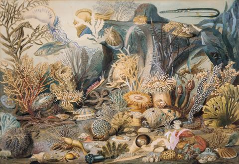 Ocean_Life_MET_ap1977.181