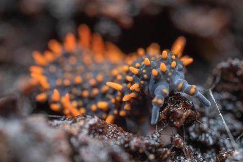Low-Res_soil animal_Frank-Ashwood