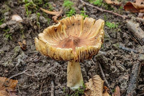 Inocybe_(vezelkop)._Locatie,_Paddenstoelenreservaat._11-10-2021._(actm.)