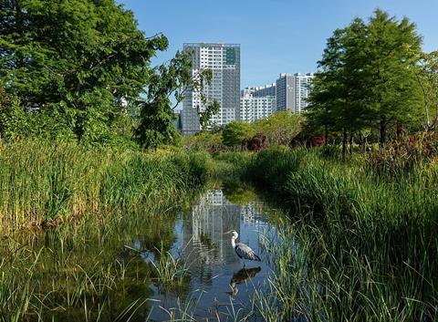 Ardea_cinerea_-_Grey_heron_-_in_a_pond_of_Busan_Citizens_Park_with_blue_sky_in_Busan_city_South_Korea