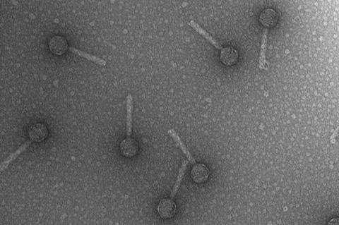 Bacteriophage_P2
