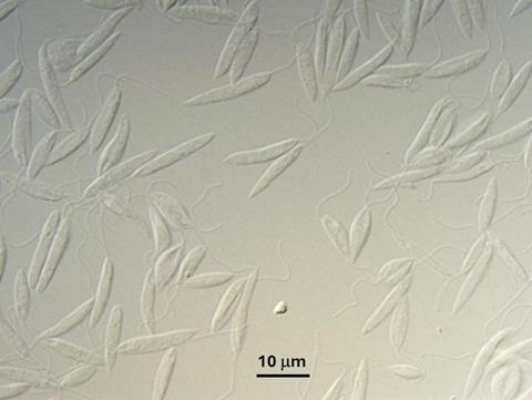 Low-Res_Leishmania major promastigotes in culture