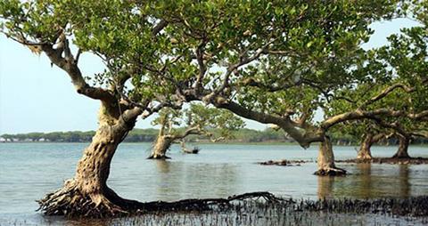 Dongzhai_Harbour_Mangrove_Forest