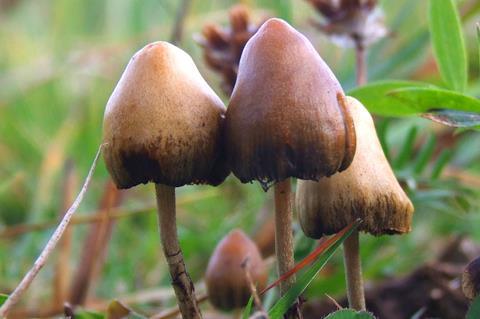 Psilocybe_semilanceata_6514