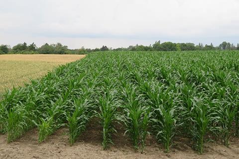 Maisfeld_-_Zea_mays_1