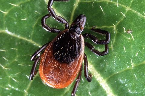 Adult_deer_tick