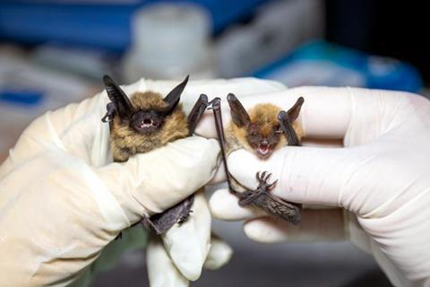 Low-Res_Bat pic1