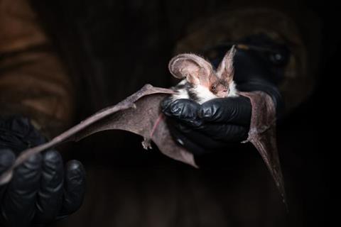 Low-Res_Bat pic3