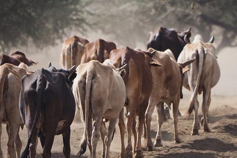 Cattle_@_Chyulu_Hills_(20513653483)