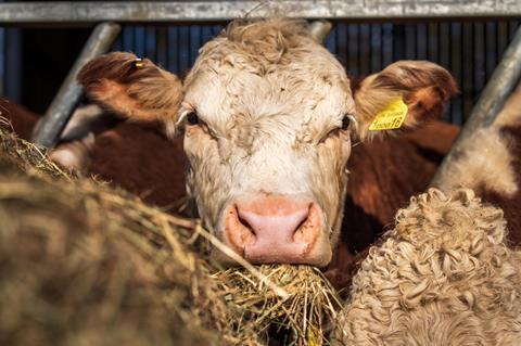 pexels-nc-farm-bureau-mark-31111063