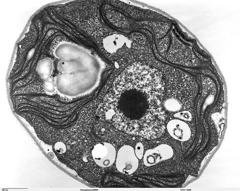 Chlamydomonas_TEM_07
