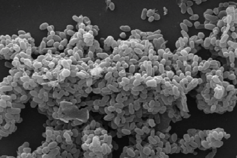 Scanning_electronic_micrograph_of_Akkermansia_muciniphila (1)
