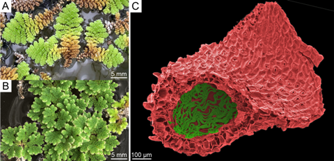 Fig1_crop_David Armitage (1)