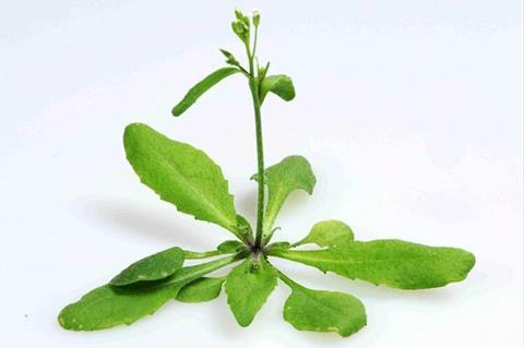 Arabidopsis_young