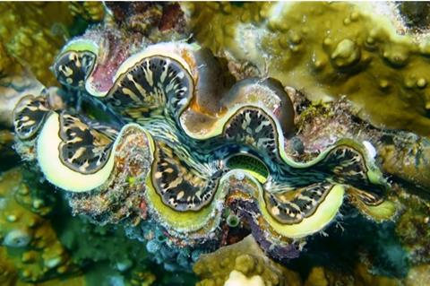 clam1