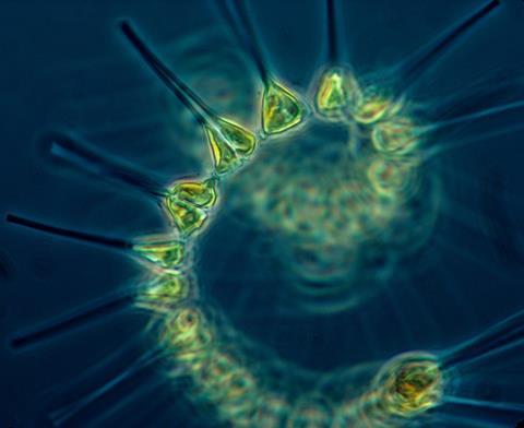 960px-Phytoplankton_-_the_foundation_of_the_oceanic_food_chain