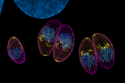 Toxoplasma_parasites_(tachyzoites)_in_a_fibroblast_host_cell