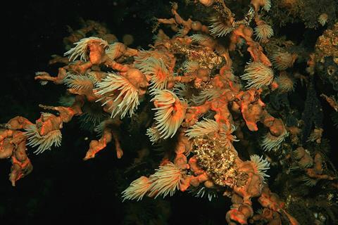 Sea_Cotton__(2058182330)